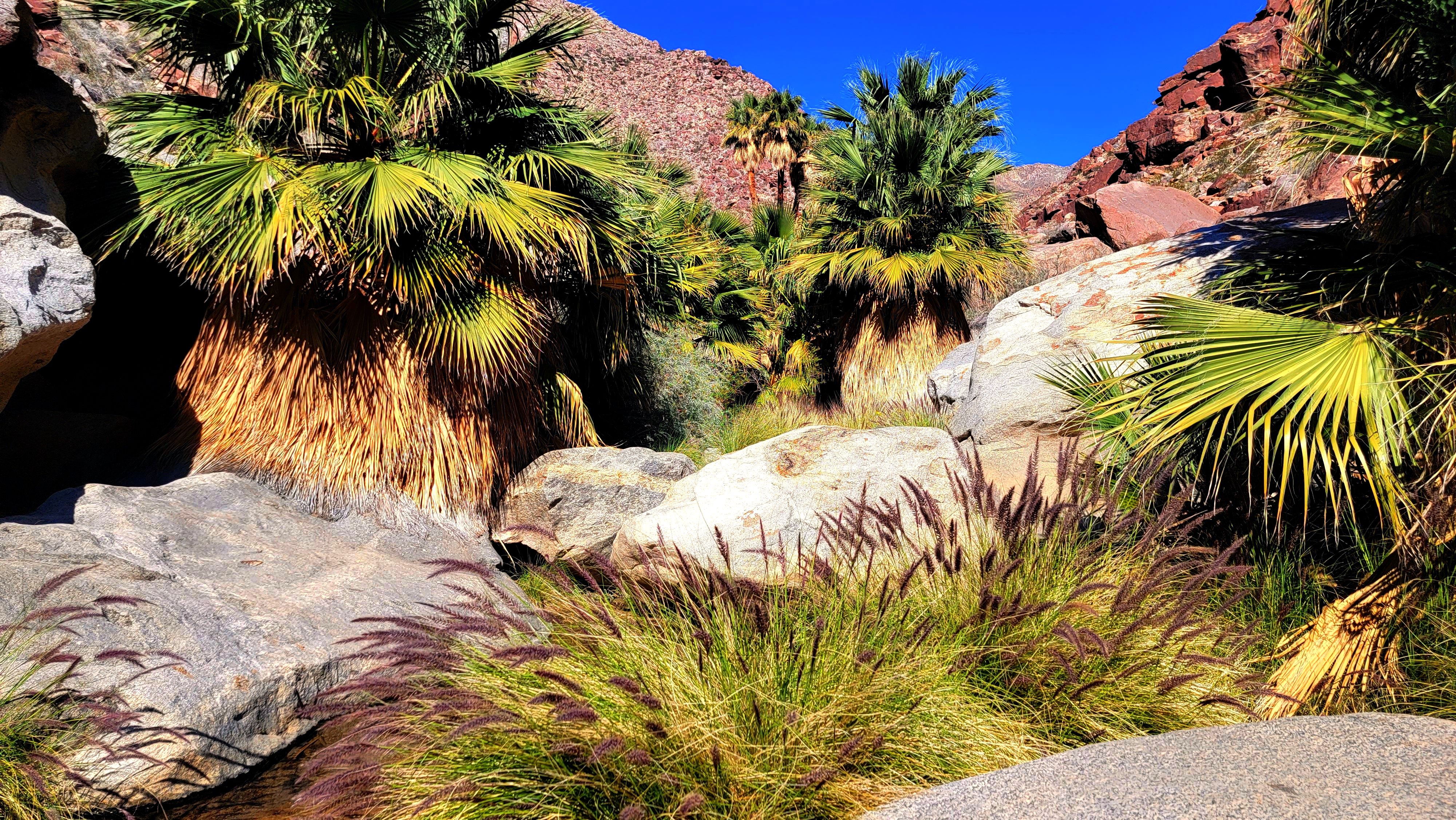 Oasis